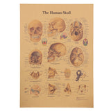 Human Anatomy Vintage Retro Poster Prints