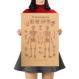 Human Anatomy Vintage Retro Poster Prints